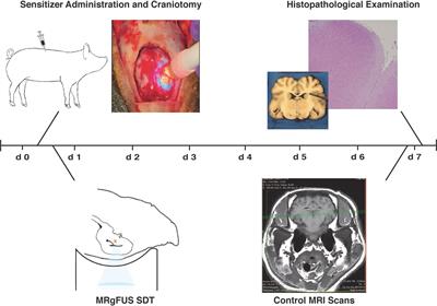 Intracranial Sonodynamic Therapy With 5-Aminolevulinic Acid and Sodium Fluorescein: <mark class="highlighted">Safety Study</mark> in a Porcine Model